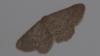 Idaea belemiata